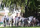 X81A8495 Lipizzaner im Burggarten Foto Pfluegl 160719